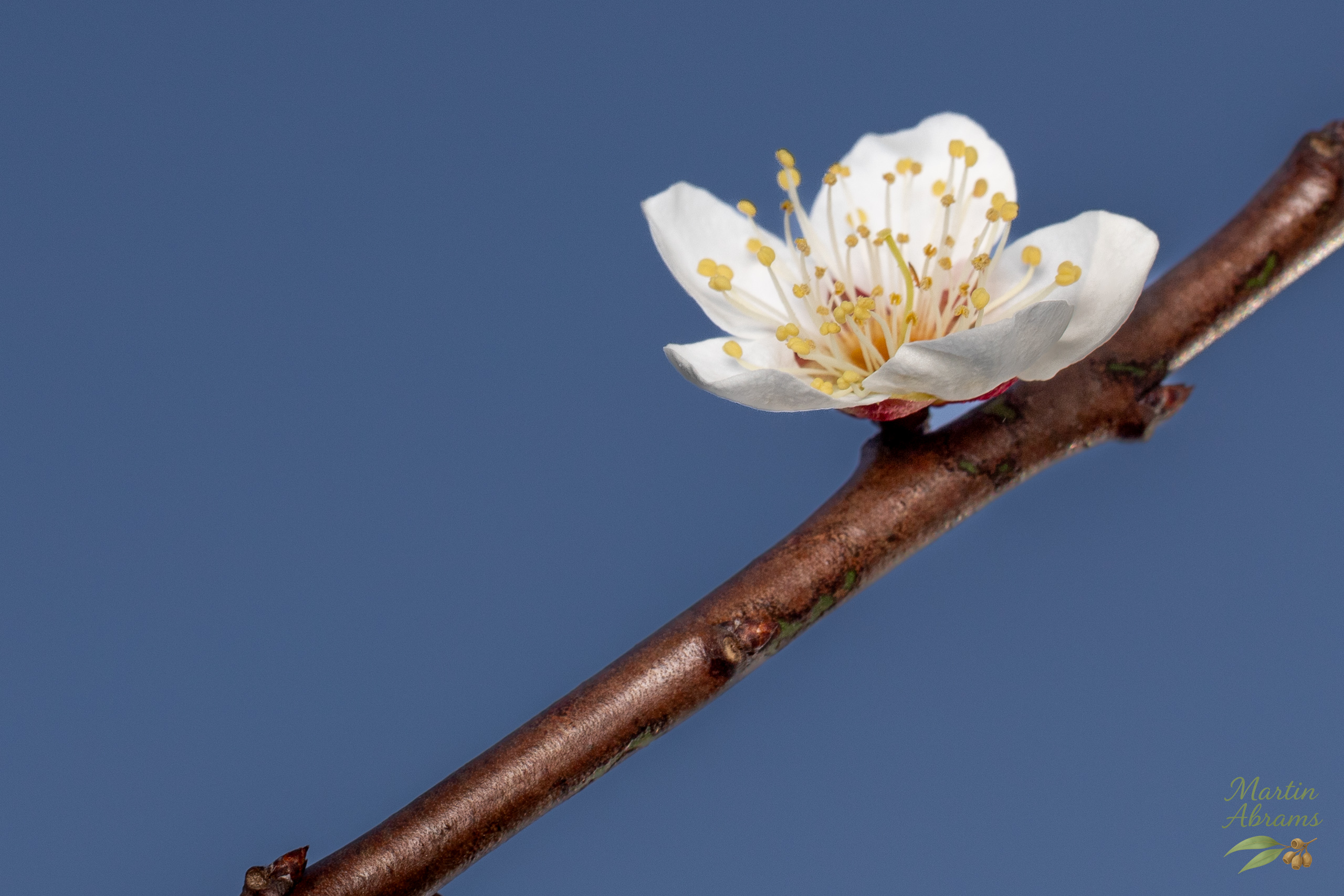 One white plum blossom upper right